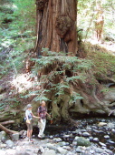 Alice and David stand near the roots of a giant redwood.
