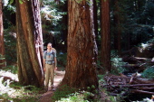 Bill standing between two sentinel trees on the trail.