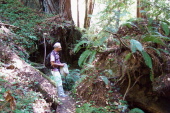 David walking through the gap left by a fallen tree.