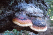 Fungus growing on a log.