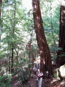 The bent redwood.