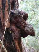 Redwood burl, like some enormous proboscis.