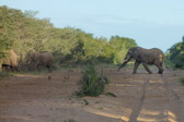 The female and male elephants can be distinguished by their foreheads.  Males have a rounded head, females have a pointed head.