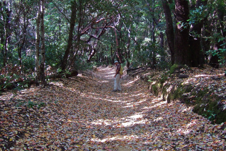 Leaves cover Richard's Road.