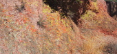 Colorful lichens on the rock