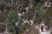 Stella, Ron, Bill, and David (through the tree branches) trudge up Condor Gulch Trail.