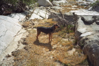 A packer's dog who followed us most of the way down the Piute Pass Trail.