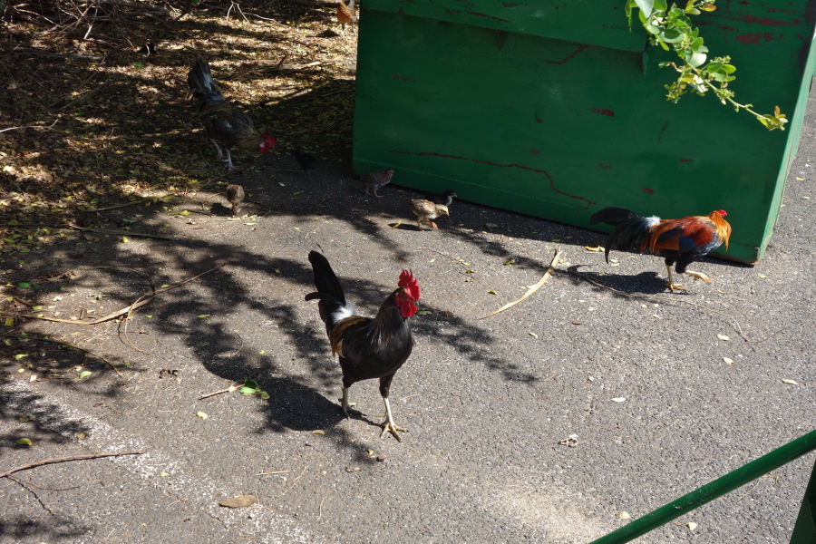 Roosters watch the chicks near the recycling bins.