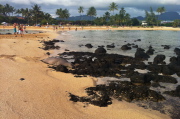 A monk seal rests on Po'ipu Beach.