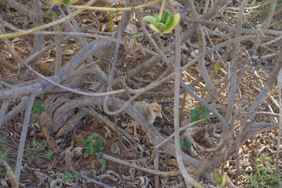 Chick separated from mom and peeping loudly