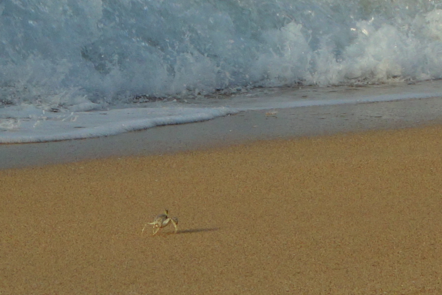 Sand crab at the edge of the surf