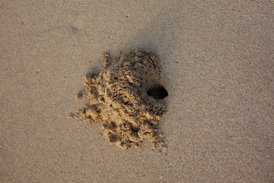 Some sand crabs pile their tailings next to their hole.