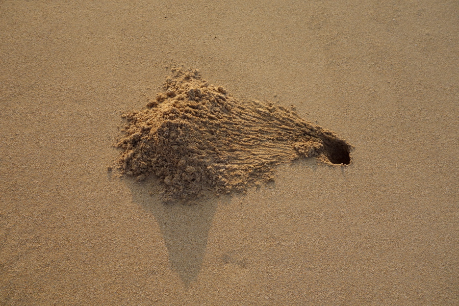 Wiser sand crabs pile their tailings some distance from their hole.