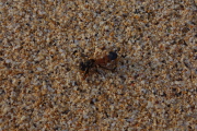 A wasp rests on the sand.