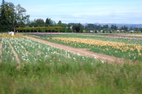 Fields of orchids near Salem, OR.