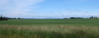 Endless field of what looks like alfalfa in the Willamette Valley.