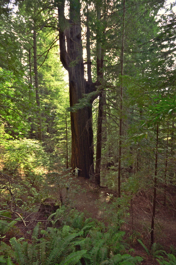 Tarwater Tree from a distance