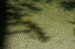Water bug waves in Pescadero Creek