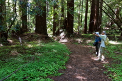David and Frank admire the redwood sorrel (Oxalis oregana).