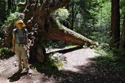 Bill stands next to a fallen fir tree.