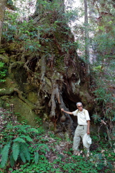 David stands next to the roots of a living redwood tree.