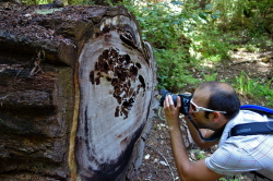 Bogdan finds an interesting redwood log.