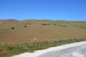 Cattle on hillside below Cibo Peak.