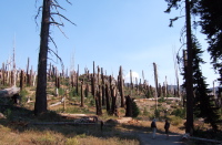 Ron and David examine the broken trees burned in the 1992 Rainbow Fire.