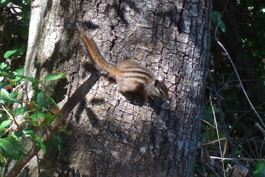 Chipmunk on tree trunk