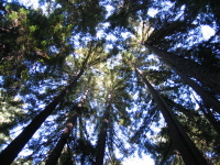 Looking up to the forest canopy on the French Trail.