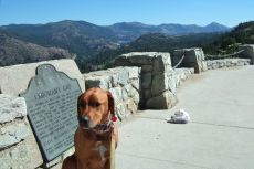 Kumba at the Vista Point at Emigrant Gap