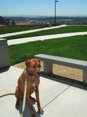 Kumba at the newly-remodeled rest stop on I80 near Vallejo