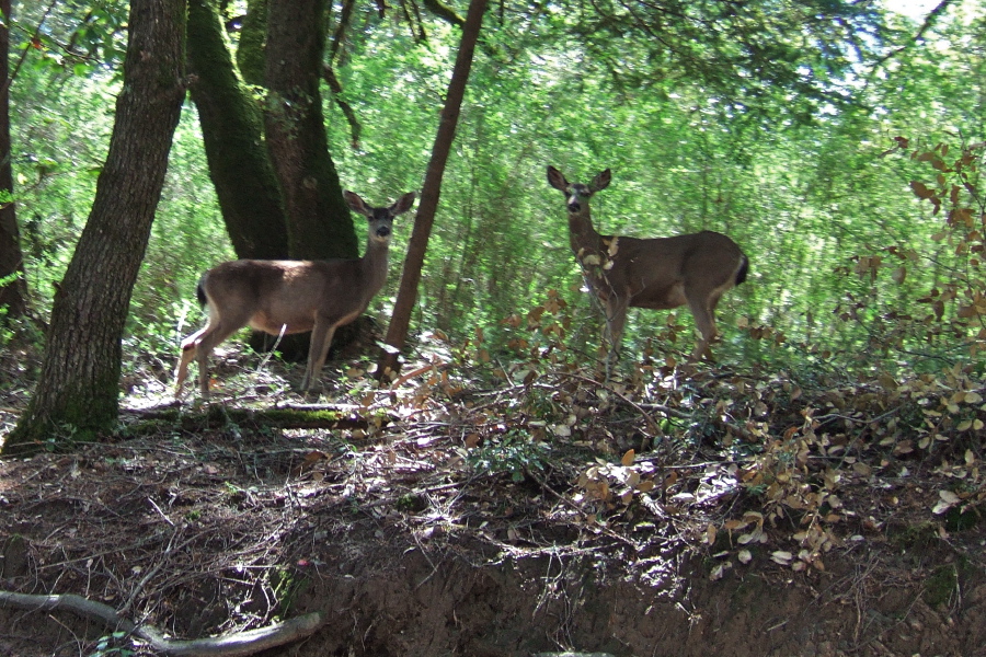 Two deer watch us go by.