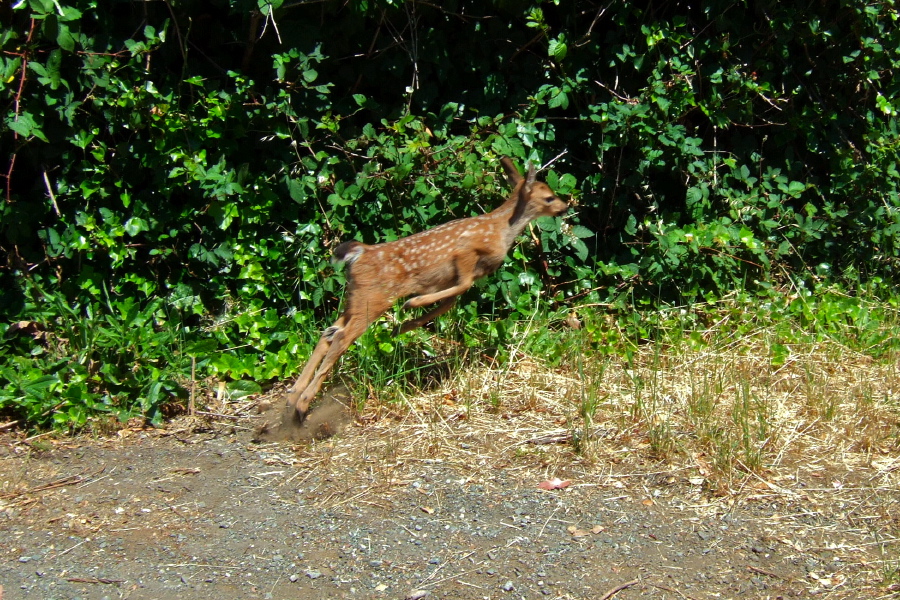 A fawn takes flight.