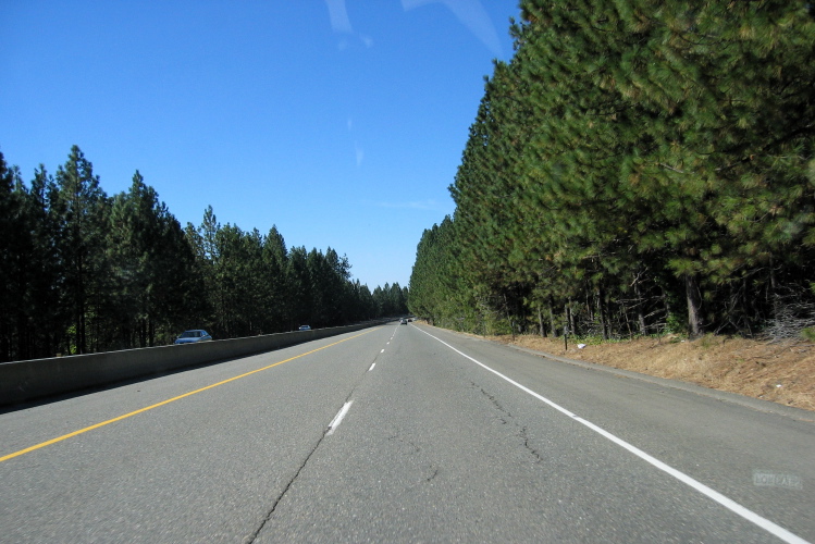 Pines alongside US50 near Pollock Pines, CA.