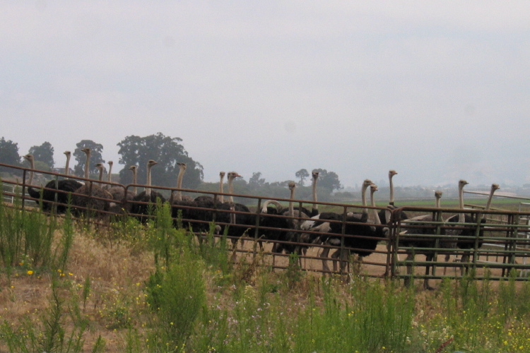 Ostriches on a farm.