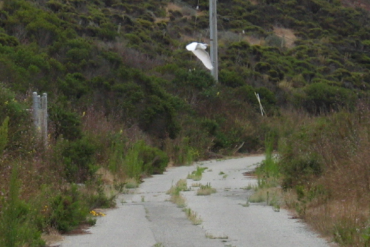 Egret on the wing.