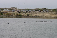 Sea otters napping in the lagoon at Moss Landing.