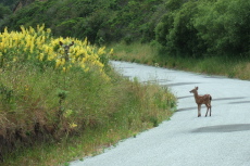 A fawn ventures out onto the road.  Mom looks out from the lupine.