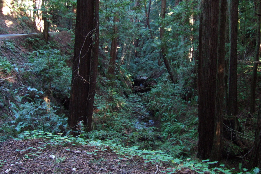 Tunitas Creek flows moderately in its deep dark canyon.