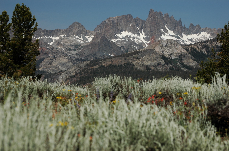 The Minarets and wildflowers
