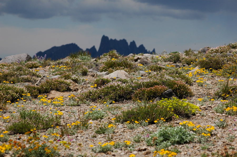Wildflowers and The Minarets