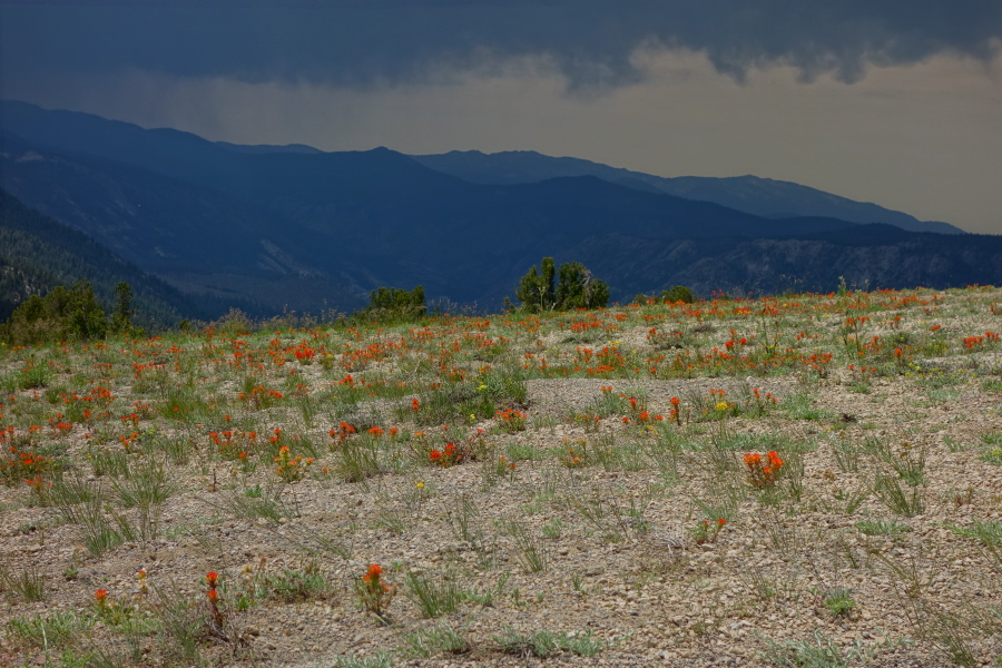 wavyleaf Indian paintbrush (Castilleja applegatei)