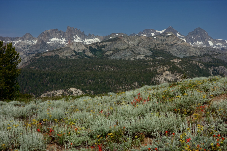 Flowers bloom on San Joaquin Ridge.