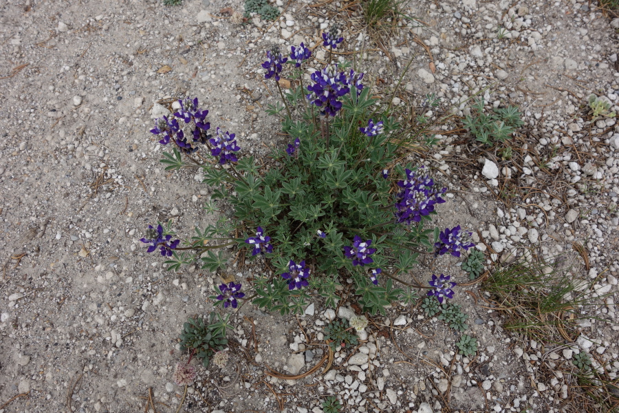 Branched tidy lupine (Lupinus lepidus)