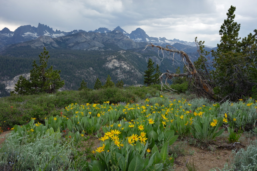 A patch of woolly mule ears (Wyethia mollis)