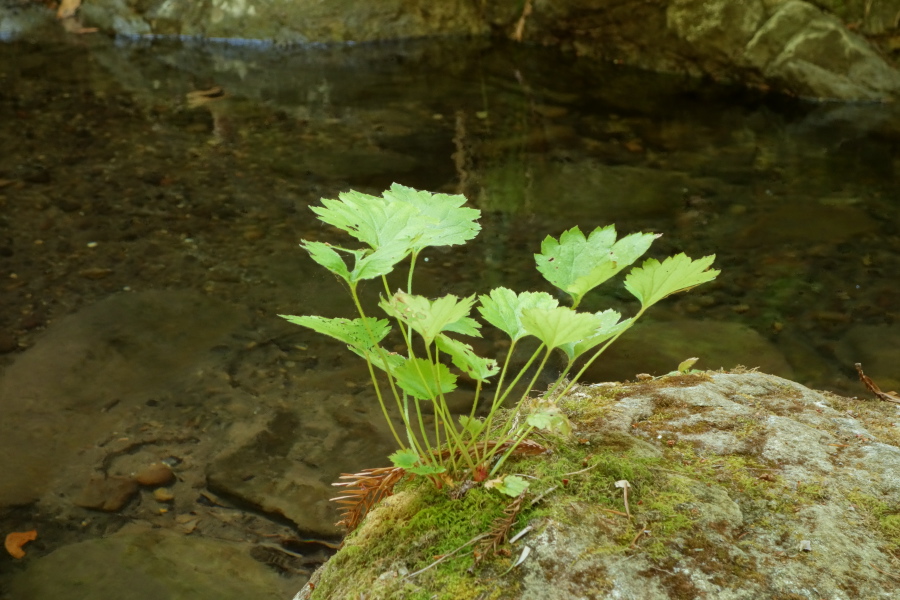 Young Acer circinatum (vine maple) growing from a rock in the San Lorenzo River