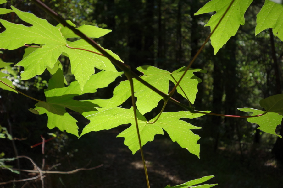 Big leaf maple leaves backlit