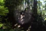 Spider web hanging across the trail