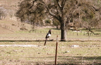 A magpie gathers twigs for a nest.
